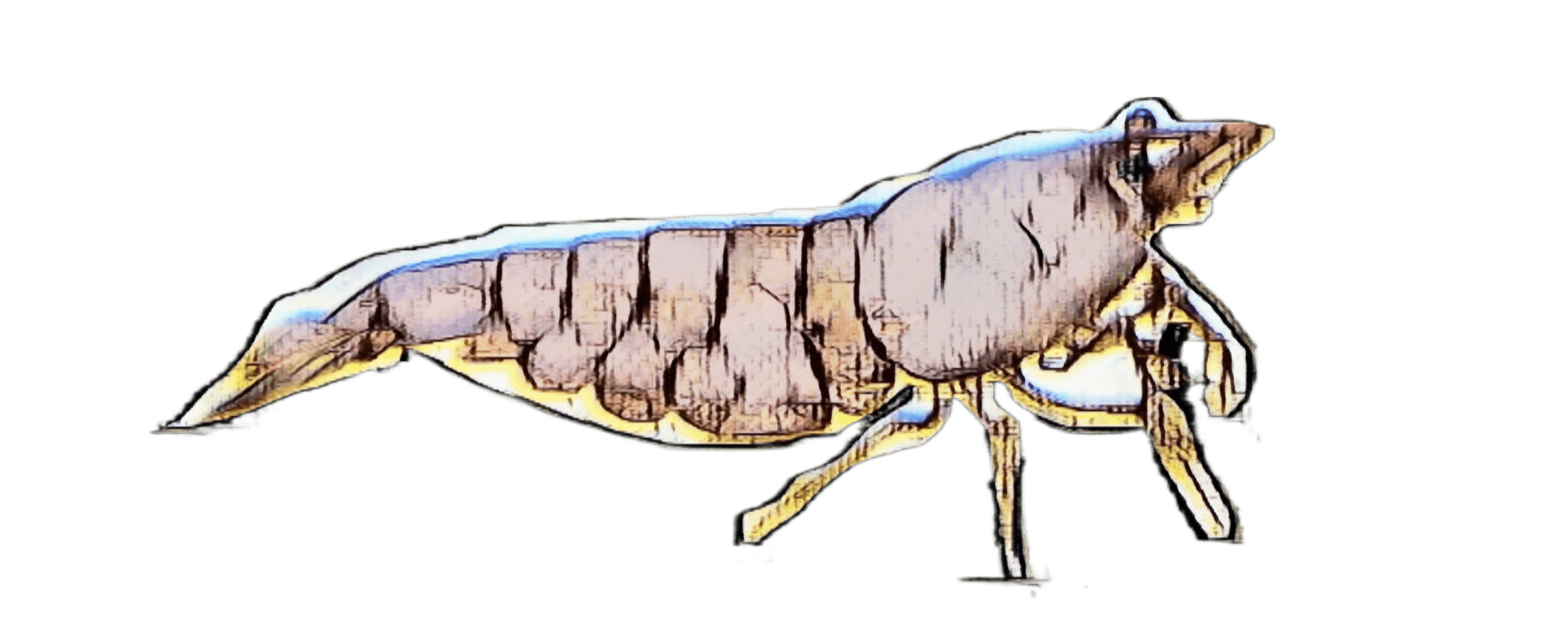species-image