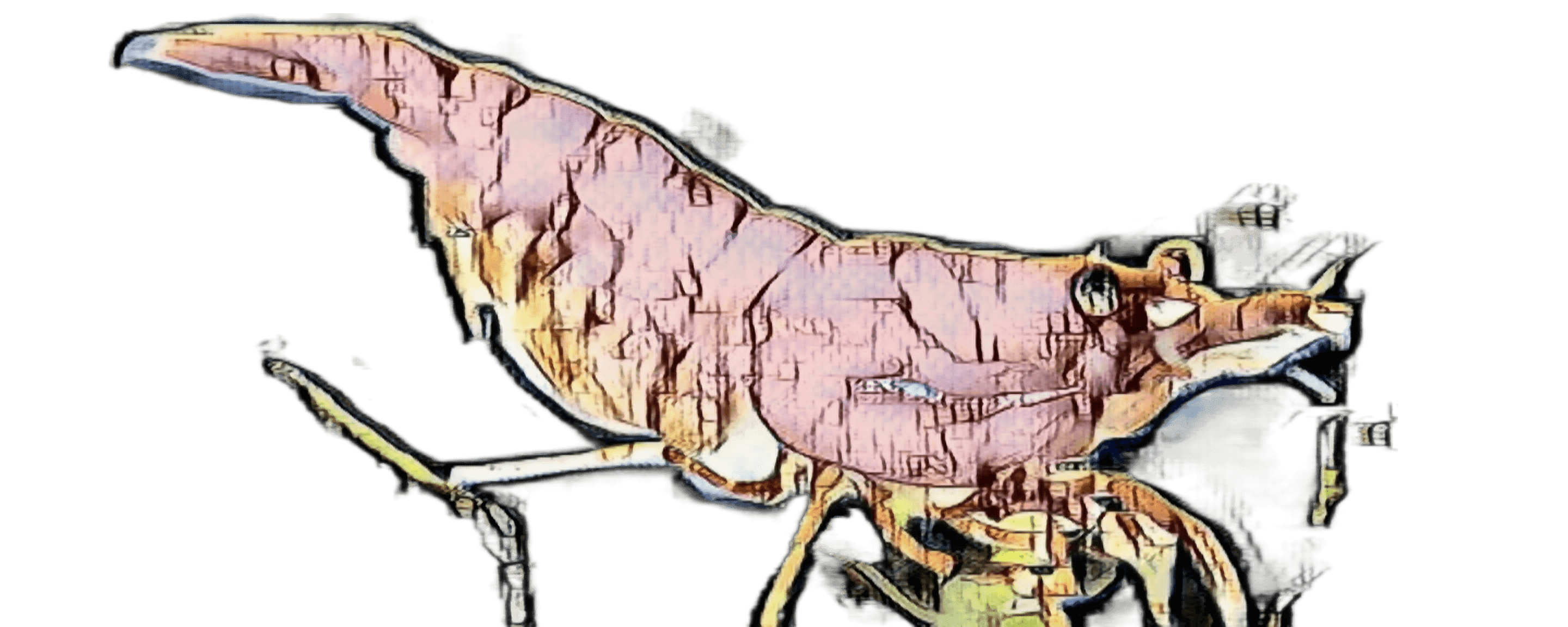 species-image