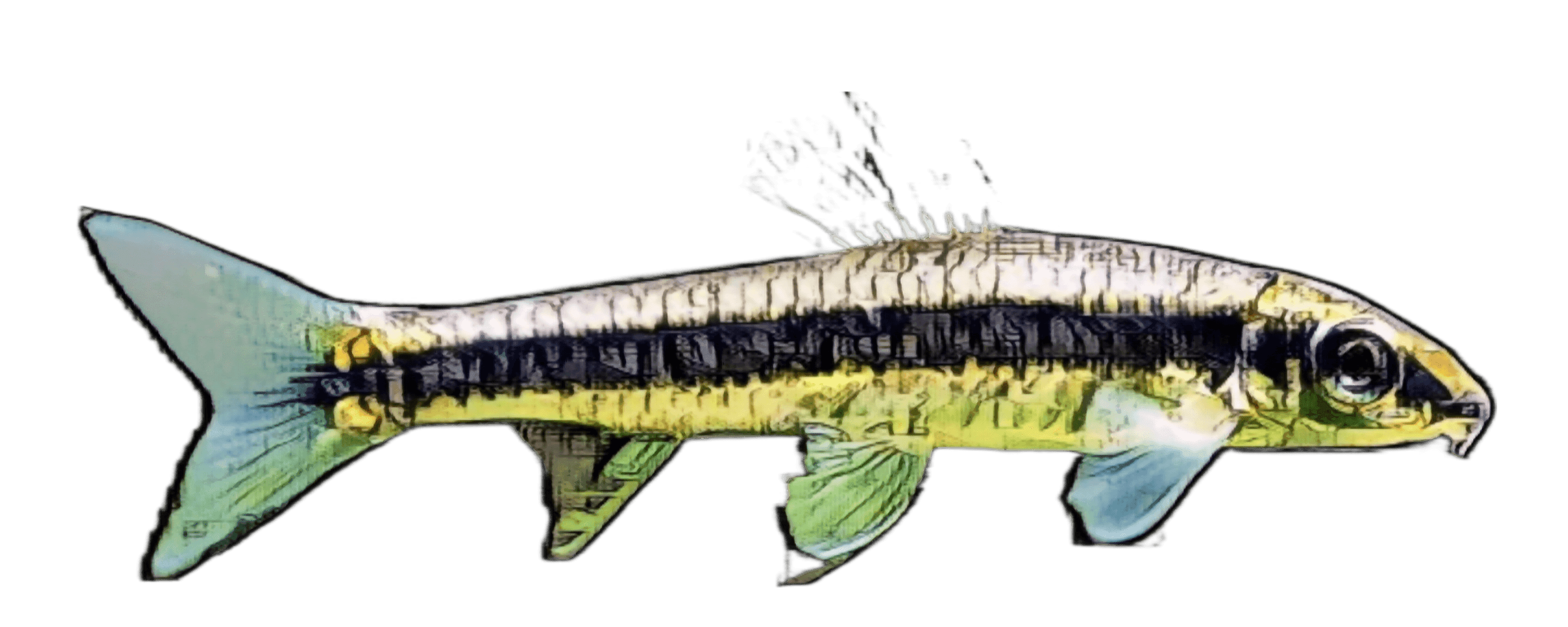 species-image