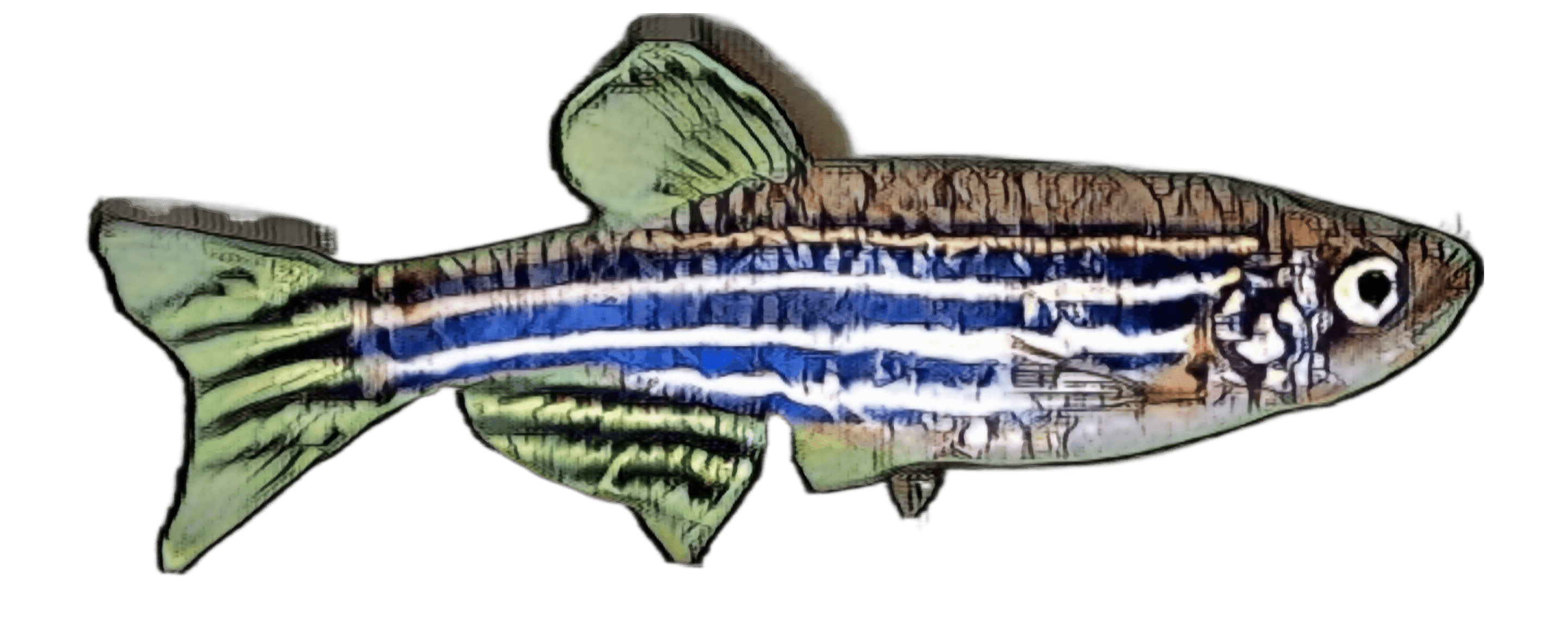 species-image